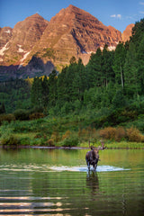 "Bull Moose at Maroon Lake"