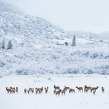 "Brush Creek Valley Elk"