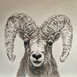 "Bighorn Sheep"
