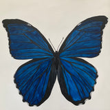 "Blue Morph Butterfly"