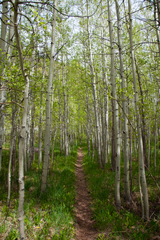 "Choose Your Path"
