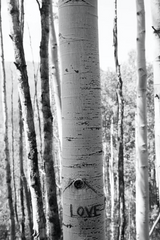 "Love Tree"