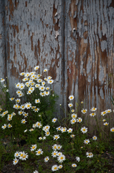 "Petals and Paint"