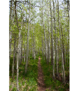 "Choose Your Path"