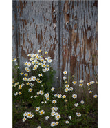 "Petals and Paint"