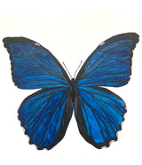 "Blue Morph Butterfly"