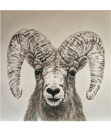 "Bighorn Sheep"